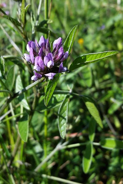 Psoralée à odeur de bitume